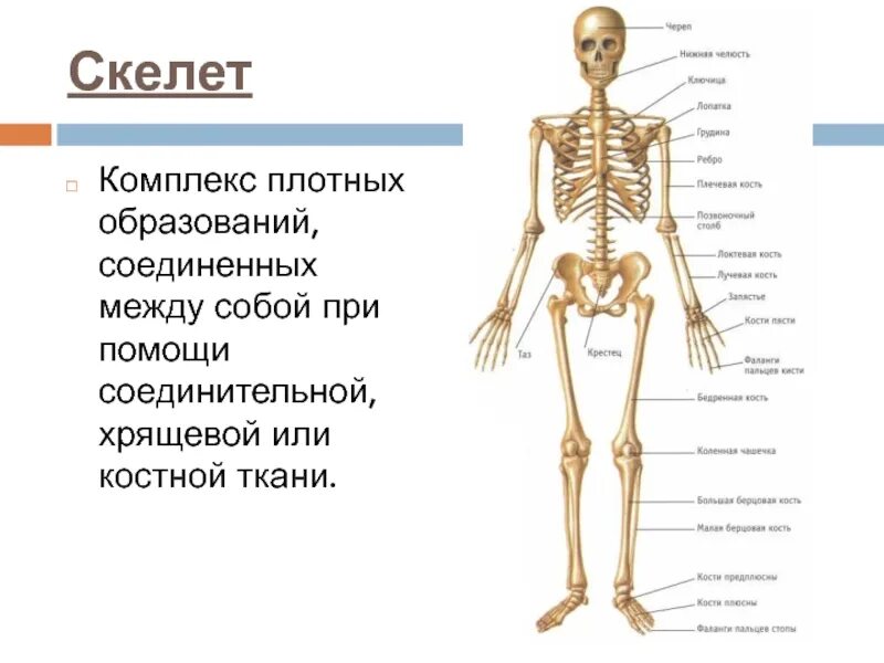 Образования осевого скелета. Костная система человека. скелетная система. структура скелета. органы скелетной системы человека.