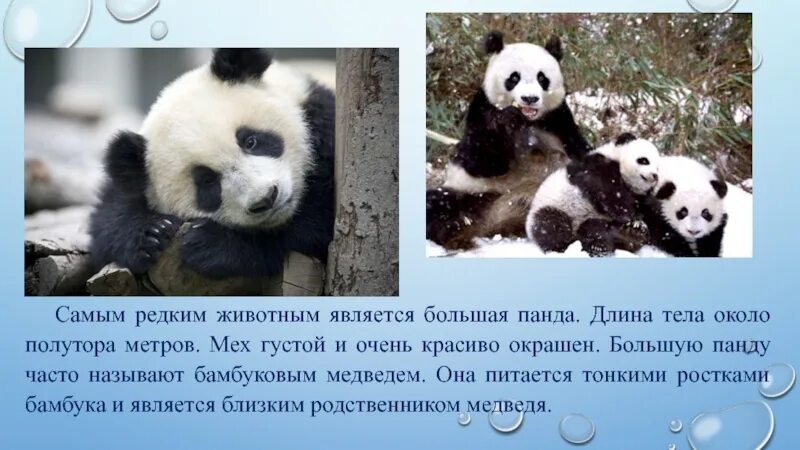 Информация о панде из красной книги. Панда сообщение 2 класс окружающий мир. Большая панда описание. Сообщение о панде. Панда сообщение 2 класс окружающий мир.