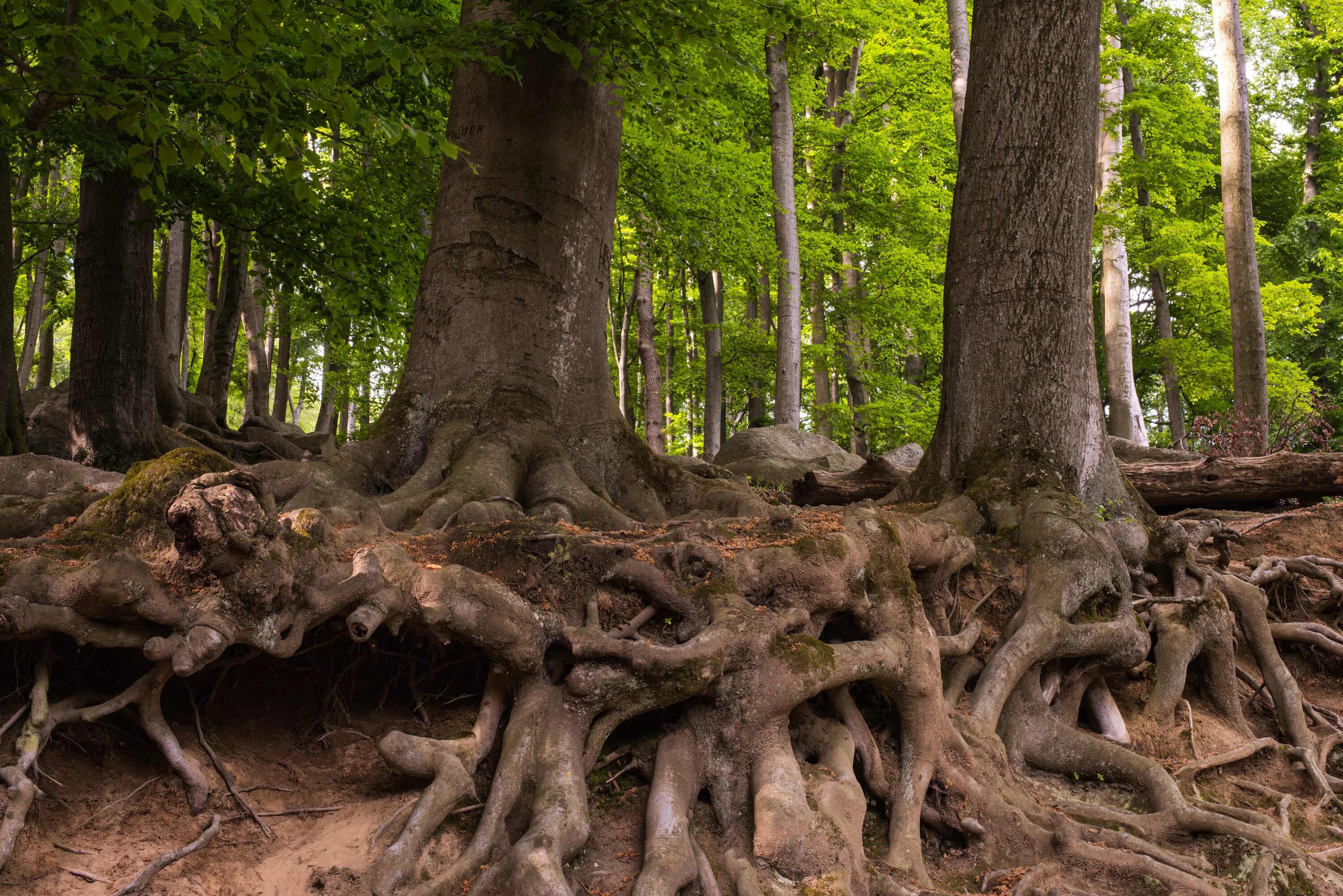 Two trees