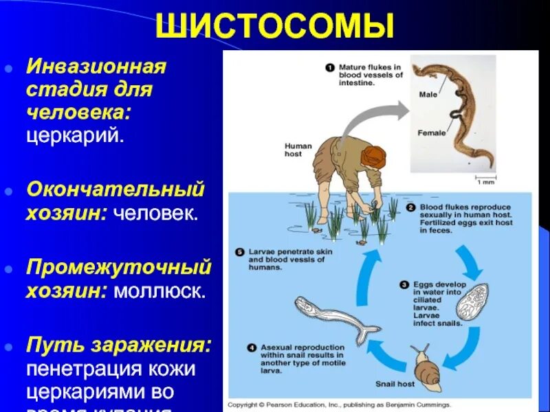 Шистосома окончательный хозяин. Окончательные хозяева шистосом. Schistosoma mansoni промежуточный хозяин. Жизненный цикл шистосом.