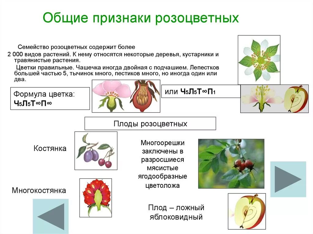 Признаки классов розоцветных