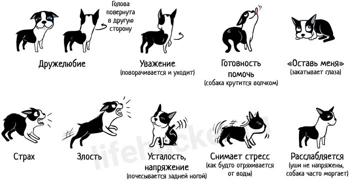 Язык тела собаки как понять. Язык жестов собак. Как понять жесты собаки. Язык тела собаки в картинках. Признаки доминирования собаки