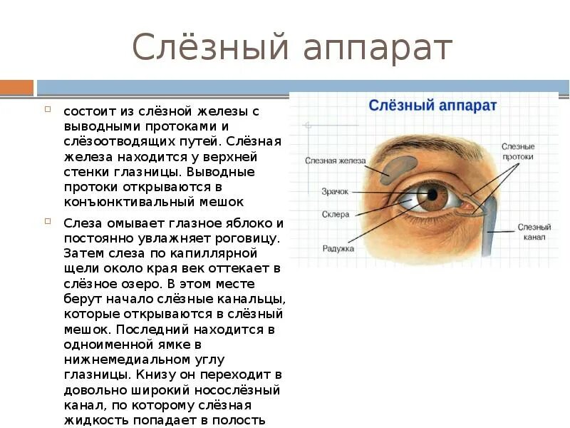 Слезная железа и слезный мешок. Строение глаза слезный мешок , железа. Слезный аппарат строение и функции. Анатомия глаза слезного канала. Слезная железа строение