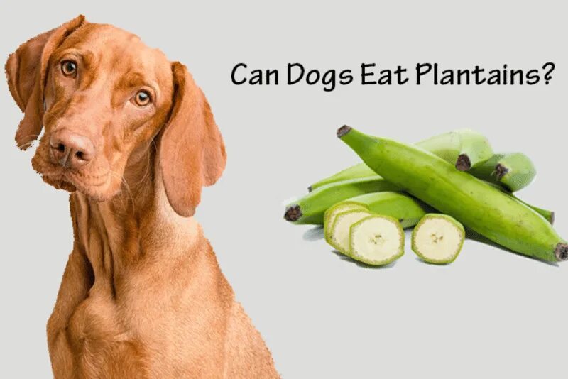 Dog eat Dog. Dog eat person. Tindog. KSLV Noh Dog eats Dog. Dogs eat перевод на русский
