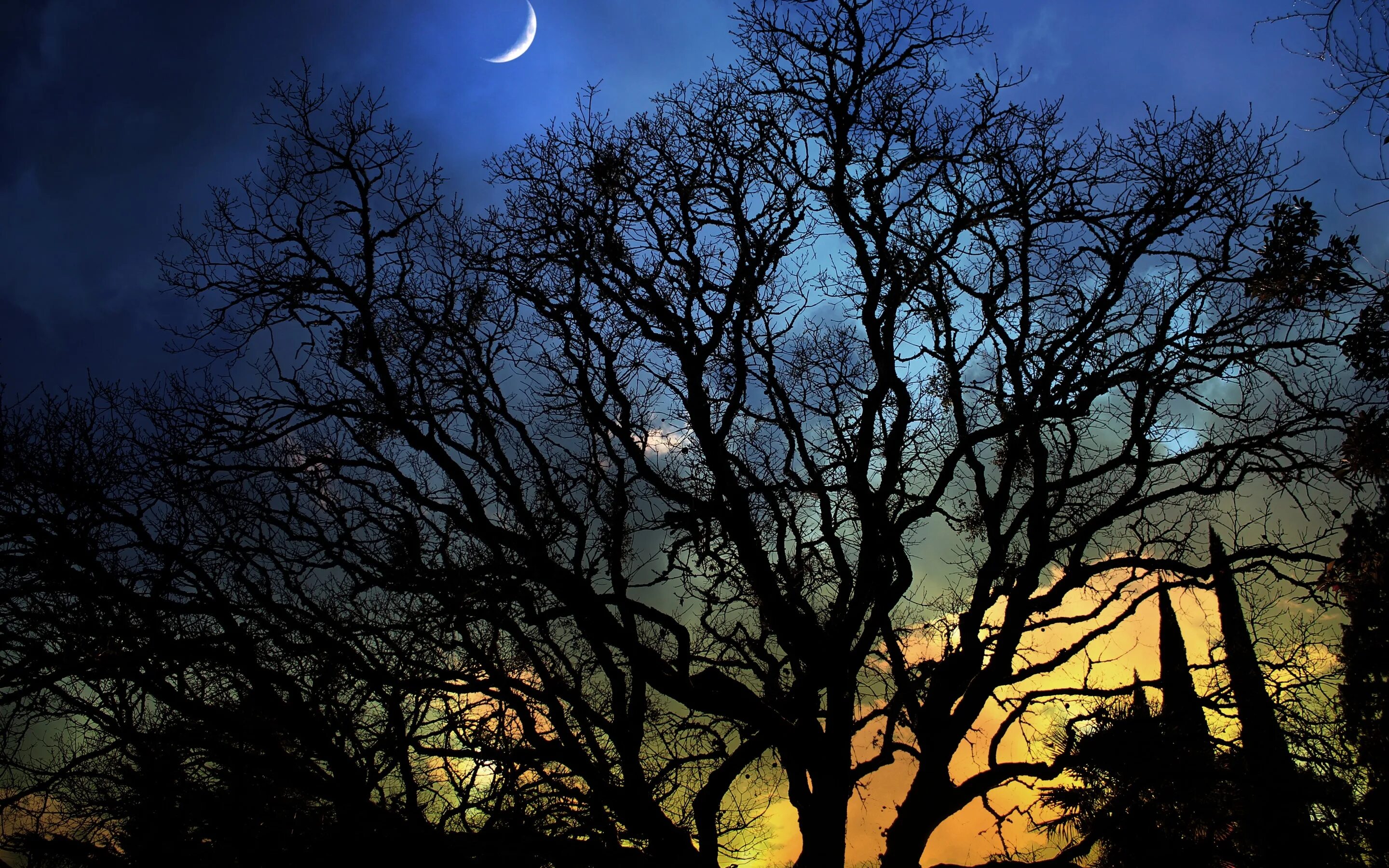 Дерево ночью. «Ночь в лесу». Ночное дерево. Ночь Луна дерево. Дерево освещенное луной