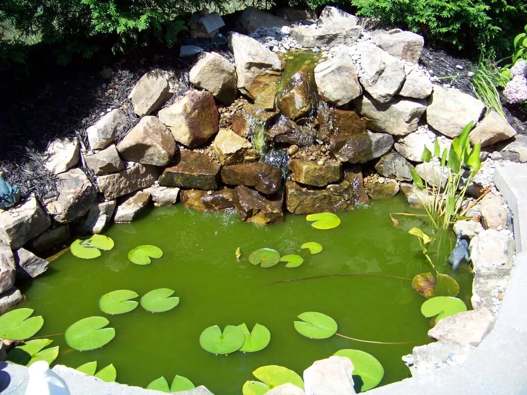 Вода в пруду опиши. Водоросли в пруду. Вода в водоеме. Естественные водоемы. Прудик зеленого цвета.