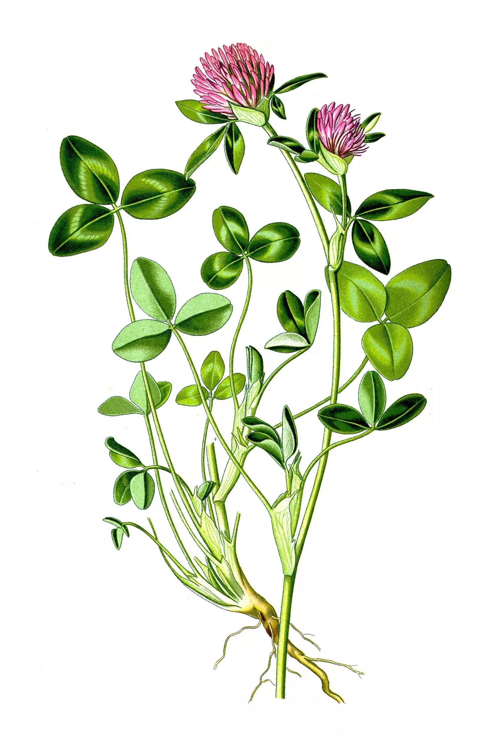 Клевер судак. Клевер луговой trifolium praténse. клевер белый ползучий. клевер луговой - trifolium pratense l. клевер ботанический атлас.