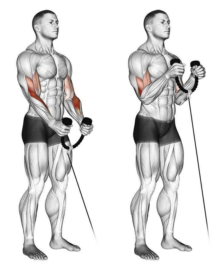 Тренировка бицепса в тренажерном. Брахиалис. cable biceps curl. упражнения на трицепс в тренажерном зале для мужчин. biceps curl тренажер упражнения.