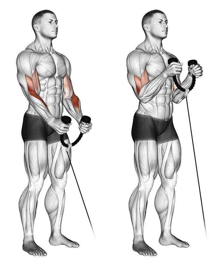 Упражнения для рук в зале для мужчин. Cable biceps Curl. Бицепс и трицепс в блоке. Biceps Curl тренажер упражнения. Брахиалис упражнения паучьи сгибания.