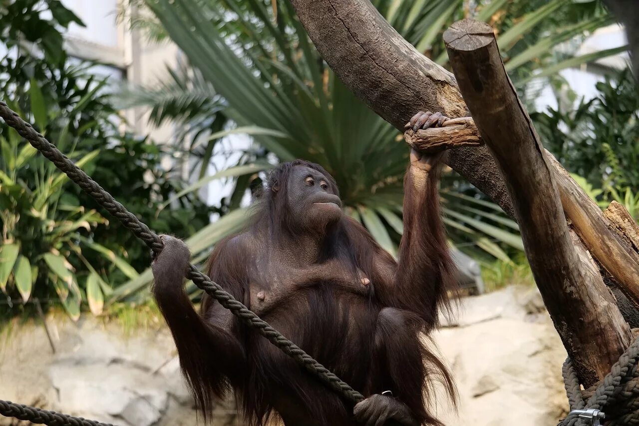 Jungle monkeys. Орангутан Малайзия зоопарк. Обезьяны в джунглях. Шимпанзе в джунглях. Обезьяны в тропиках.