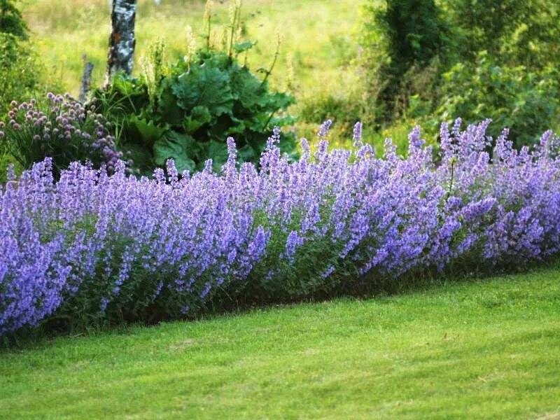 Catnip Catmint Perennial Plant Seeds Non GMO Etsy Front yard landscaping, Landsc