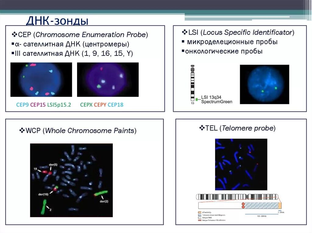 Днк зонд. ДНК зонды применение. Принцип метода ДНК-зондов. Цельнохромосомные ДНК зонды. ДНК зонды микробиология.