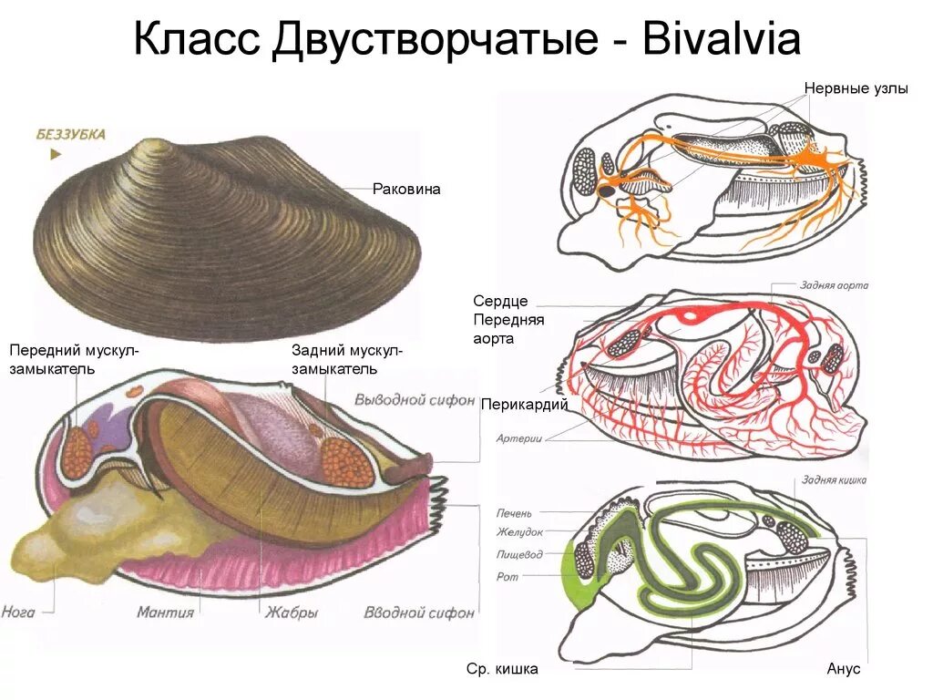 Тело моллюска заключено в. Двустворчатые моллюски перловица. Тип моллюски класс двустворчатые внешнее строение. Внутреннее строение беззубки биология 7 класс. Двустворчатые моллюски беззубка строение.