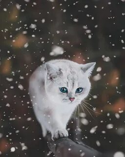 Котенок снежинка