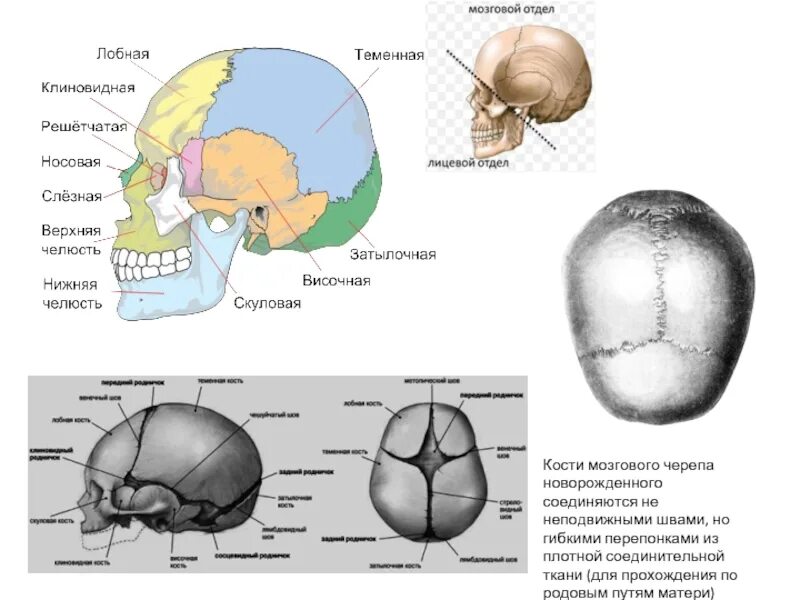 Соединение между лобной и теменной костями. Кости и швы черепа анатомия. Швы черепа сбоку. Швы соединяющие кости черепа. Швы и роднички черепа.