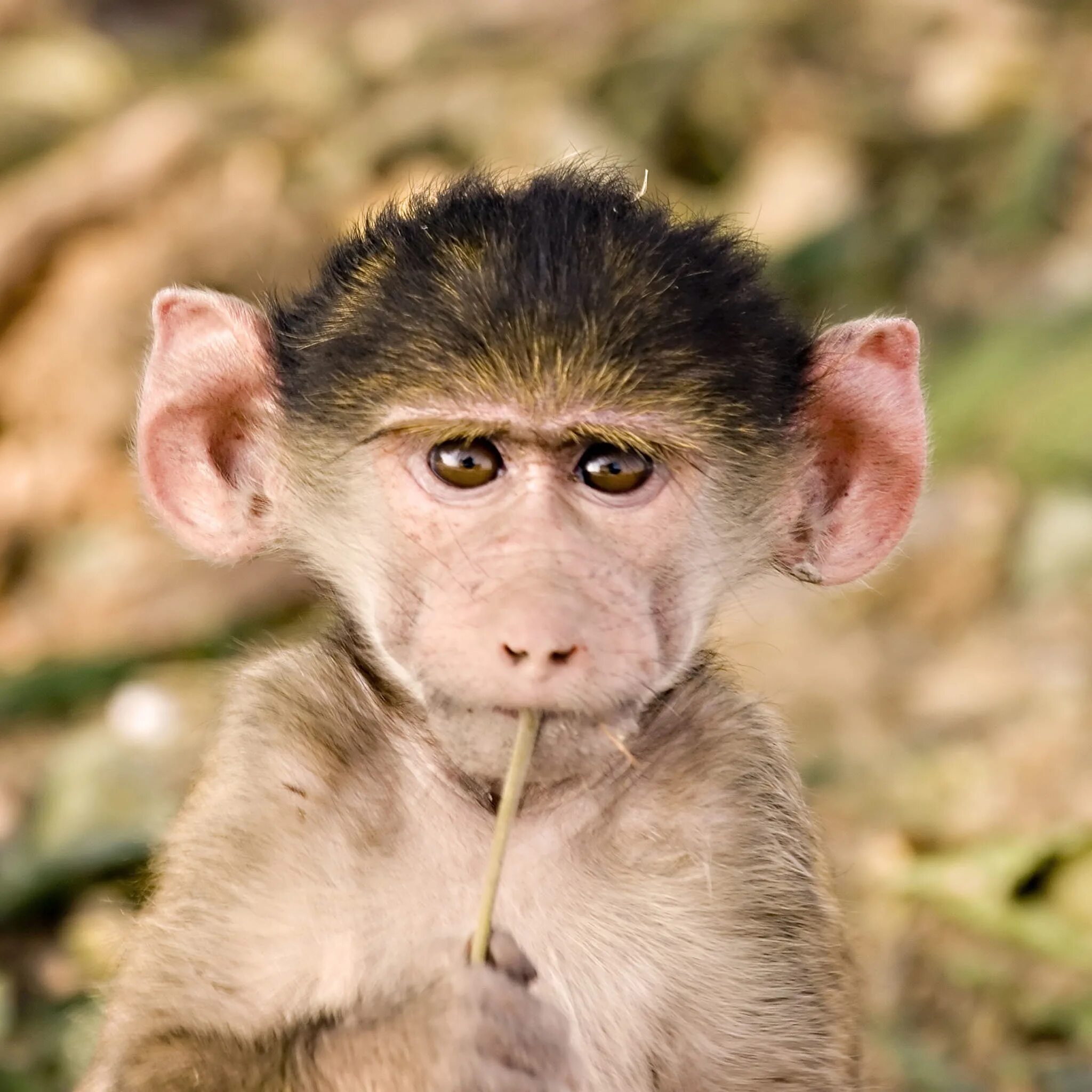Глупая обезьяна. Смешные обезьяны. Ушастая обезьяна. Ушастая макака. Уши обезьяны.