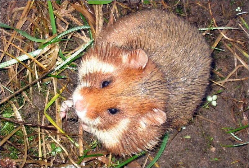 Обыкновенный хомяк Cricetus Cricetus. Хомяк полевой обыкновенный. Лесные хомяки карбыши. Крымский полевой хомяк. Хомяки самара