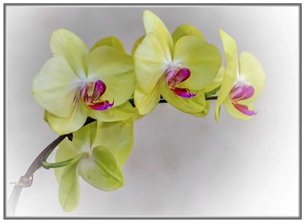 Орхидея магазин каталог. Орхидея phalaenopsis фисташковая. орхидея фаленопсис зеленая. орхидея мальмо. орхидея мальмо фисташковая.