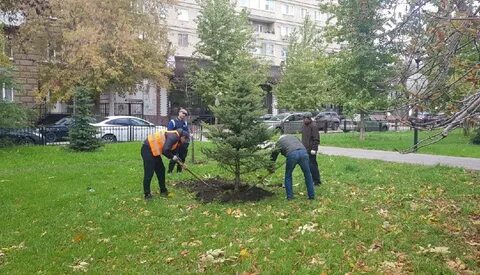 Два ряда тесно посаженных елей образовали красивую
