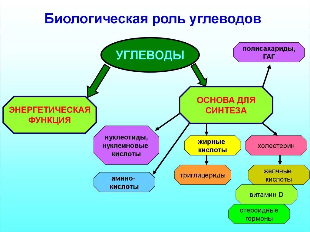 Биологическая роль питания. Биологическая роль углеводов. Биоэкологическая роль углеводов. Биологическая роль углеводов в организме человека. Биологическое значение углеводов.