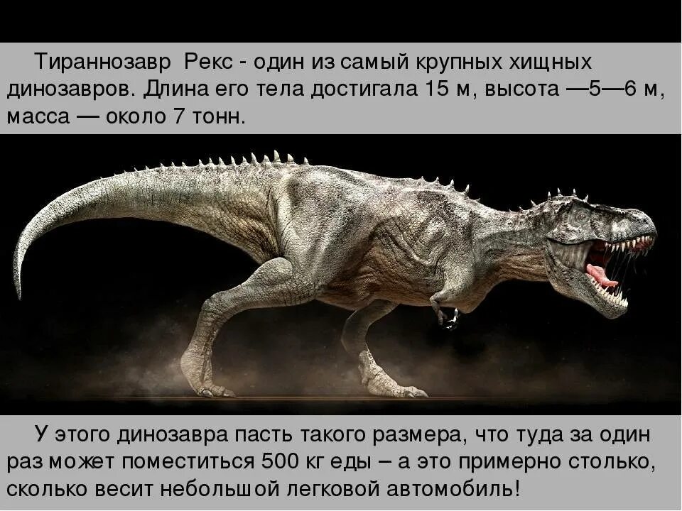 Сравнение динозавров. Тираннозавр рекс Тирекс Тирекс. Тираннозавр рекс рост и вес. Тираннозавр рекс рост человеком. Тираннозавр рекс описание для детей 1.