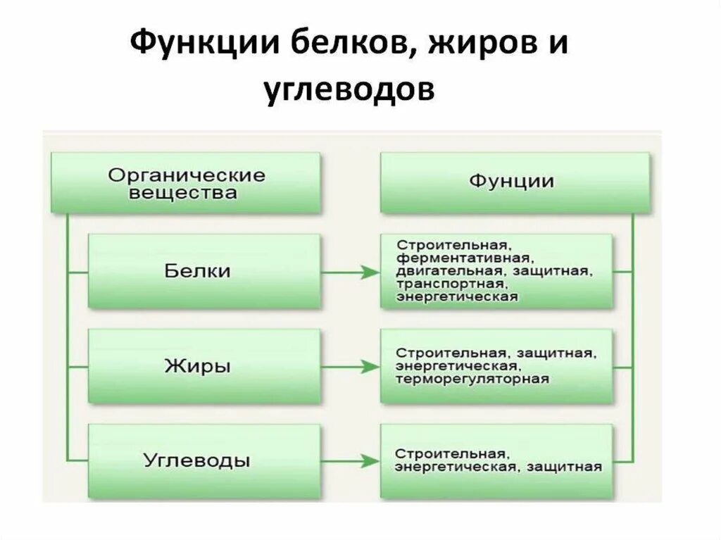 Функции нуклеиновых кислот углеводов. Белки жиры углеводы функции. Функции белков жиров и углеводов таблица. Функции белков жиров и углеводов в организме человека. Какую функцию выполняют белки жиры и углеводы в организме человека.