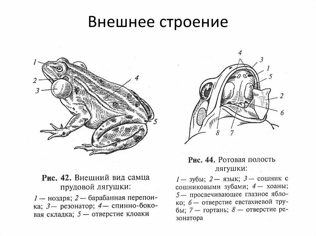 Внешнее строение лягушки. Внешнее строение земноводных 7 класс биология лягушка. Внутреннее строение лягушки самец. Внутреннее строение бесхвостых амфибий. Тело земноводных состоит из