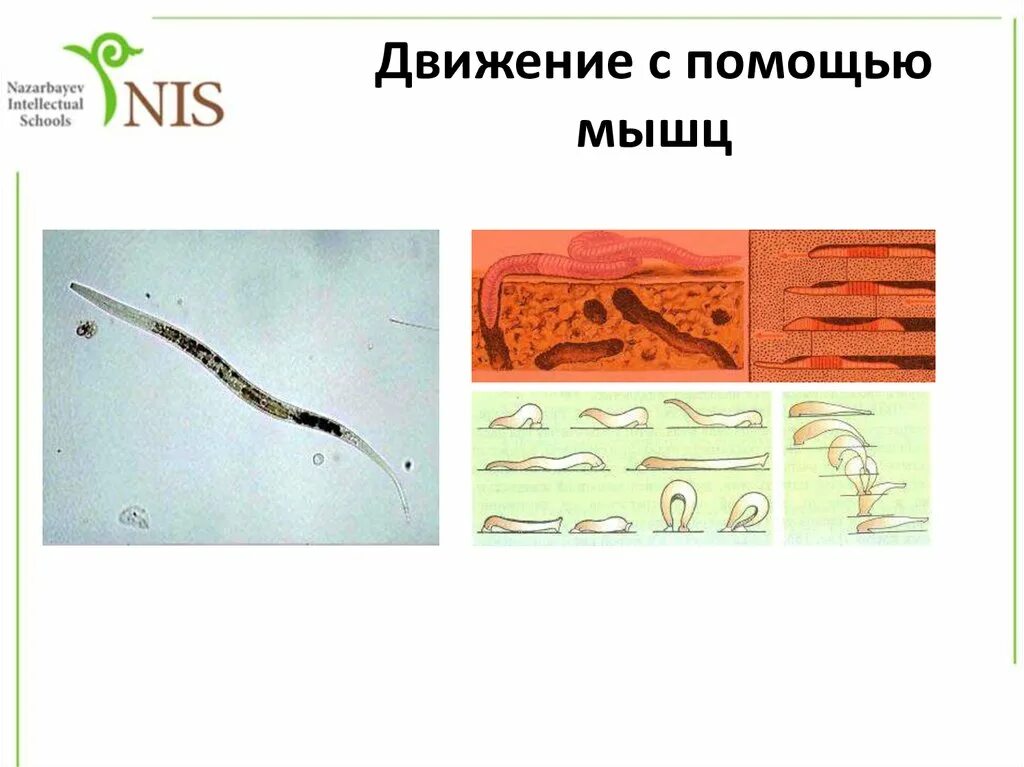 Движение с помощью мышц. Органы движения беспозвоночных. Способы движения беспозвоночных животных. Позвоночные органы передвижения. Подвижная тела у беспозвоночных