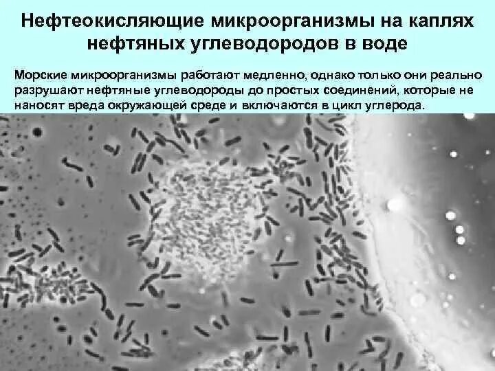 Разрушающие микроорганизмы. Нефтеокисляющие микроорганизмы. Микроорганизмы деструкторы нефти. Нефтяные бактерии. Бактерии поедающие нефтепродукты.