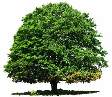 Tree отзывы
