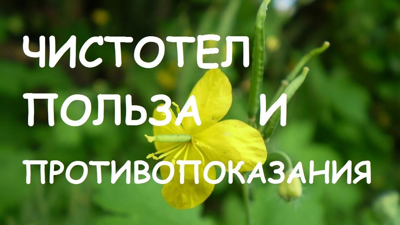 Здоровье чистотел. Чистотел большой. Чистотел фото. Чистотел луговой. Трава чистотела сырье.