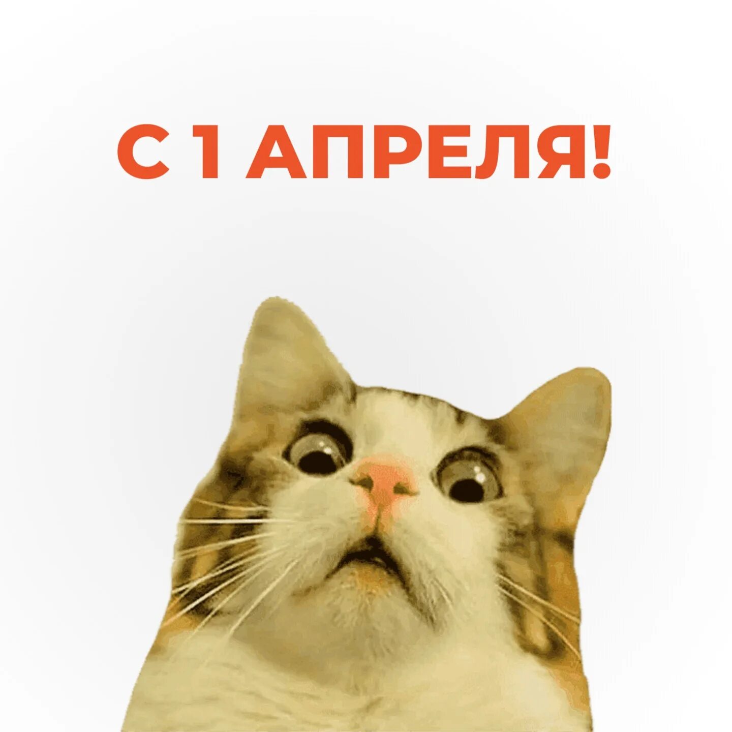 Nah meme. Смешные слова для стикеров. Стикеры с текстом смешные. Да ну нафиг. Стикер я в шоке.