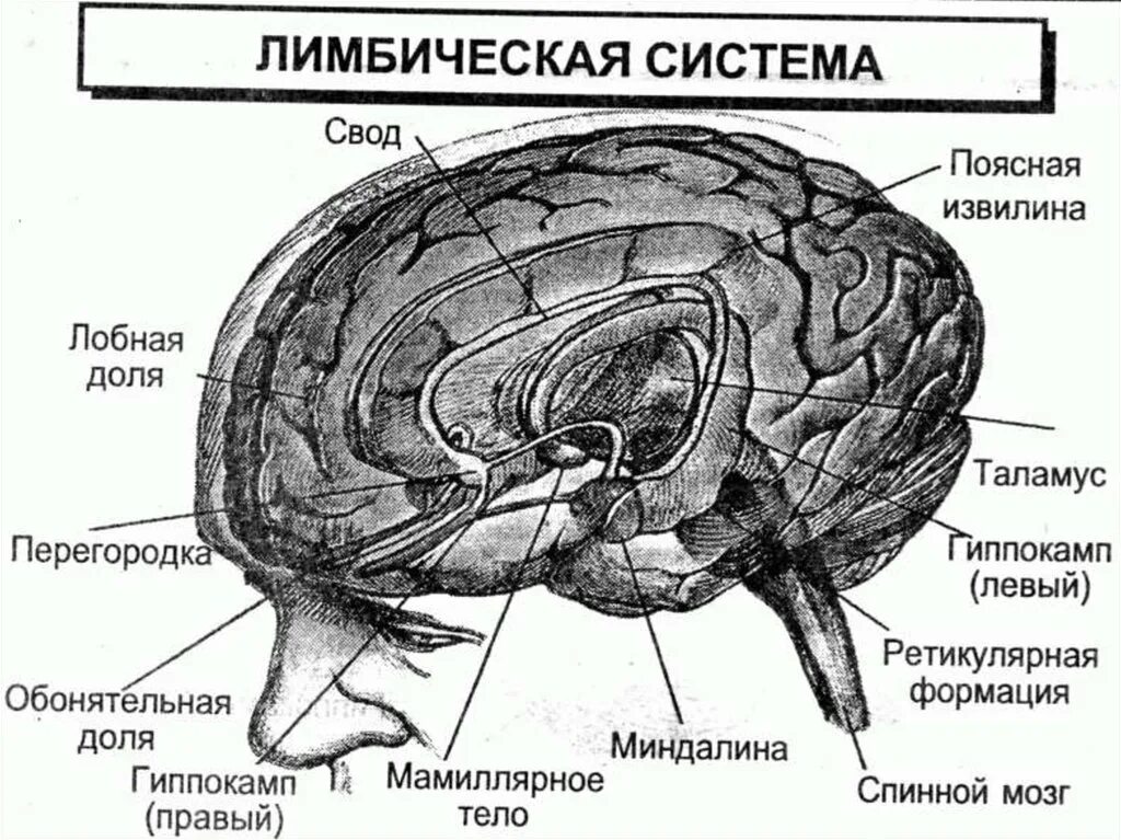 Лимбическая структура мозга. Строение мозга лимбическая система. Лимбическая система головного мозга анатомия. Лимбическая система головного мозга схема. Лимбическая система мозга рисунок.