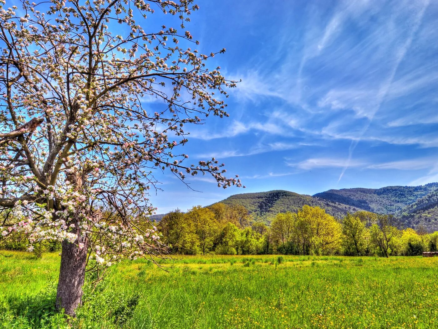 Природа весной. Весенний пейзаж. Природа деревья. Natural spring