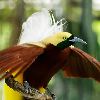 Birds of paradise