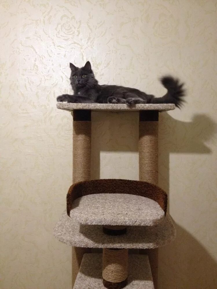 игровой комплекс trixie alicante 45 х 45 х 142 см. деревянный домик для кота. самара дом кошек. Cat studio мебель для кошек. домик для котенка.