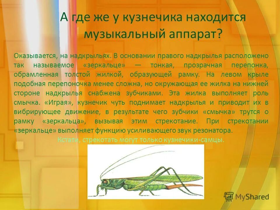 девиз команды кузнечики. команды кузнечика. исполнитель кузнечик живет на числовой оси. эмблема кузнечики для команды. задания кузнечик.