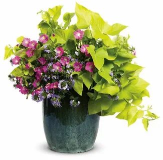 Цветы plant