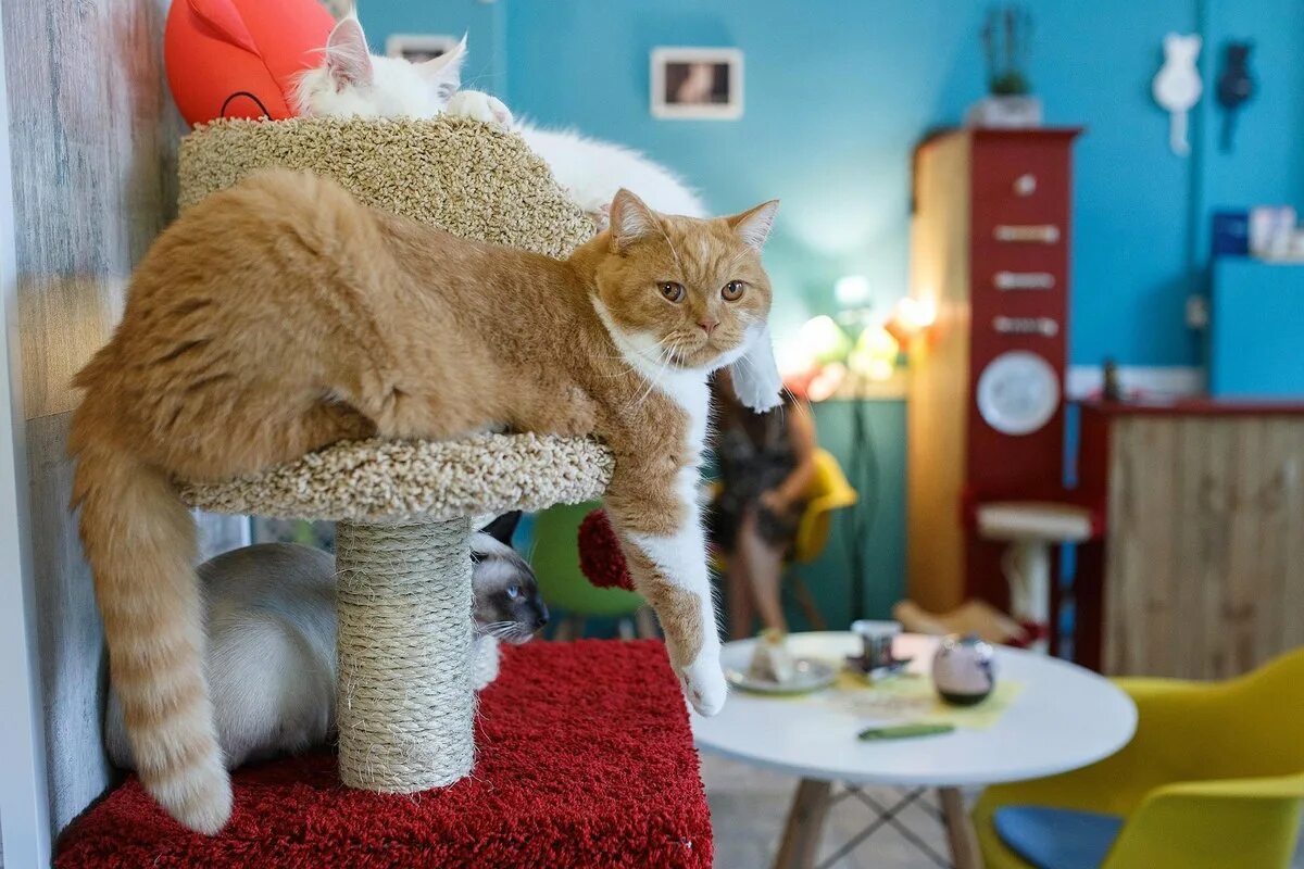 Котомания москва. Котокафе. Котомания про кошек. Котомания кафе. Котомания москва.