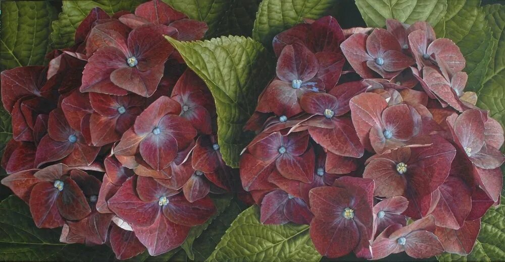 Mia flowers. Гузмания темпо. Эхинацея гибридная. Гузмания микс. Цветы миа.