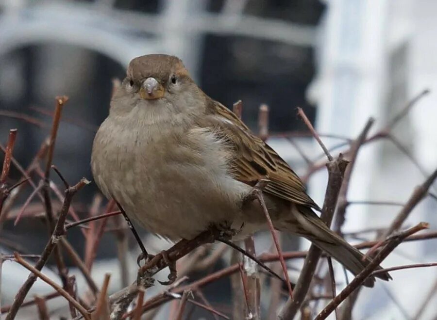 красногрудый воробей. воробушки зимой. зимние птицы похожие на воробьев. воробьи расчирикались. птица похожая на воробья но меньше.