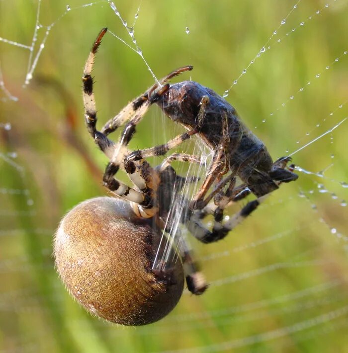 Паук крестовик охота. Araneus Quadratus Луговой крестовик. Питание паука крестовика. Паук крестовик хищник.