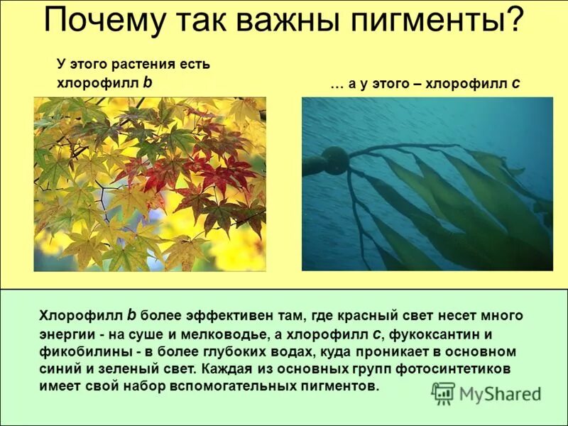 Виды пигментов растений. Растения красители. Пигменты растительной клетки. Фотосинтетические пигменты растений. Красный хлорофилл.