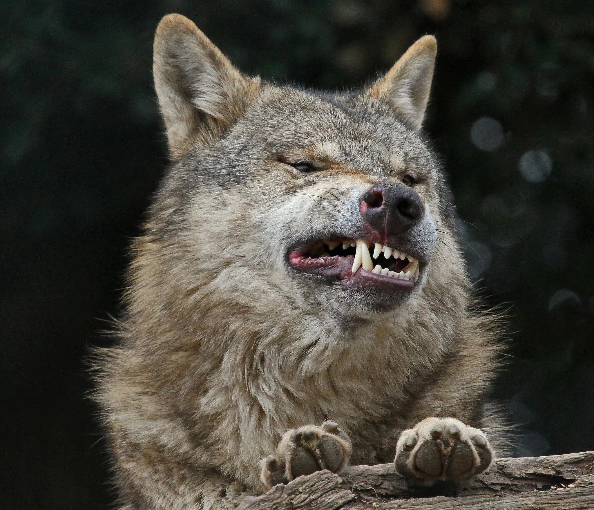 Оскал волка. Улыбка волка. Злой волк. Волчья ухмылка. Рычание волка