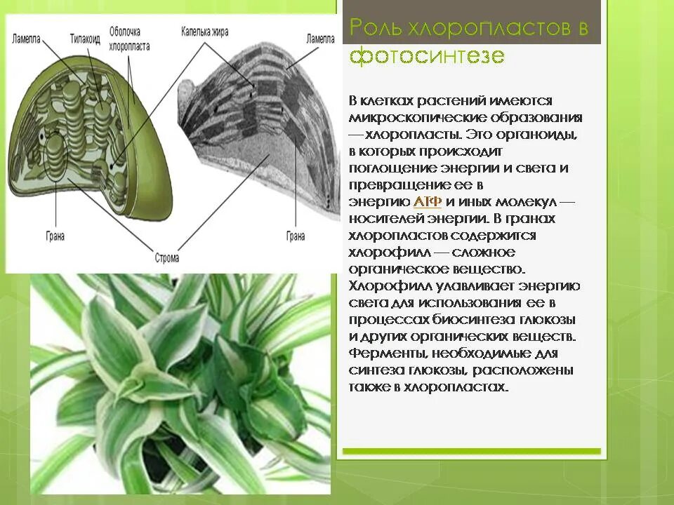 Органоиды принимающие участие в фотосинтезе. Хлоропласты их роль в фотосинтезе. Фотосинтез 6 класс биология хлоропласты. Клетка растения хлоропласты. Строение листа фотосинтез.