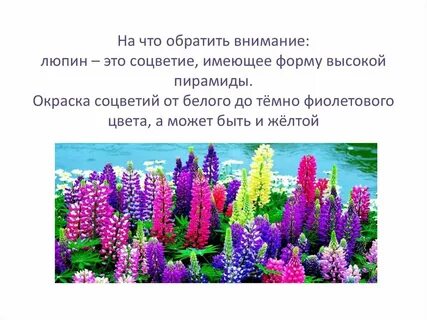 Люпин значение слова