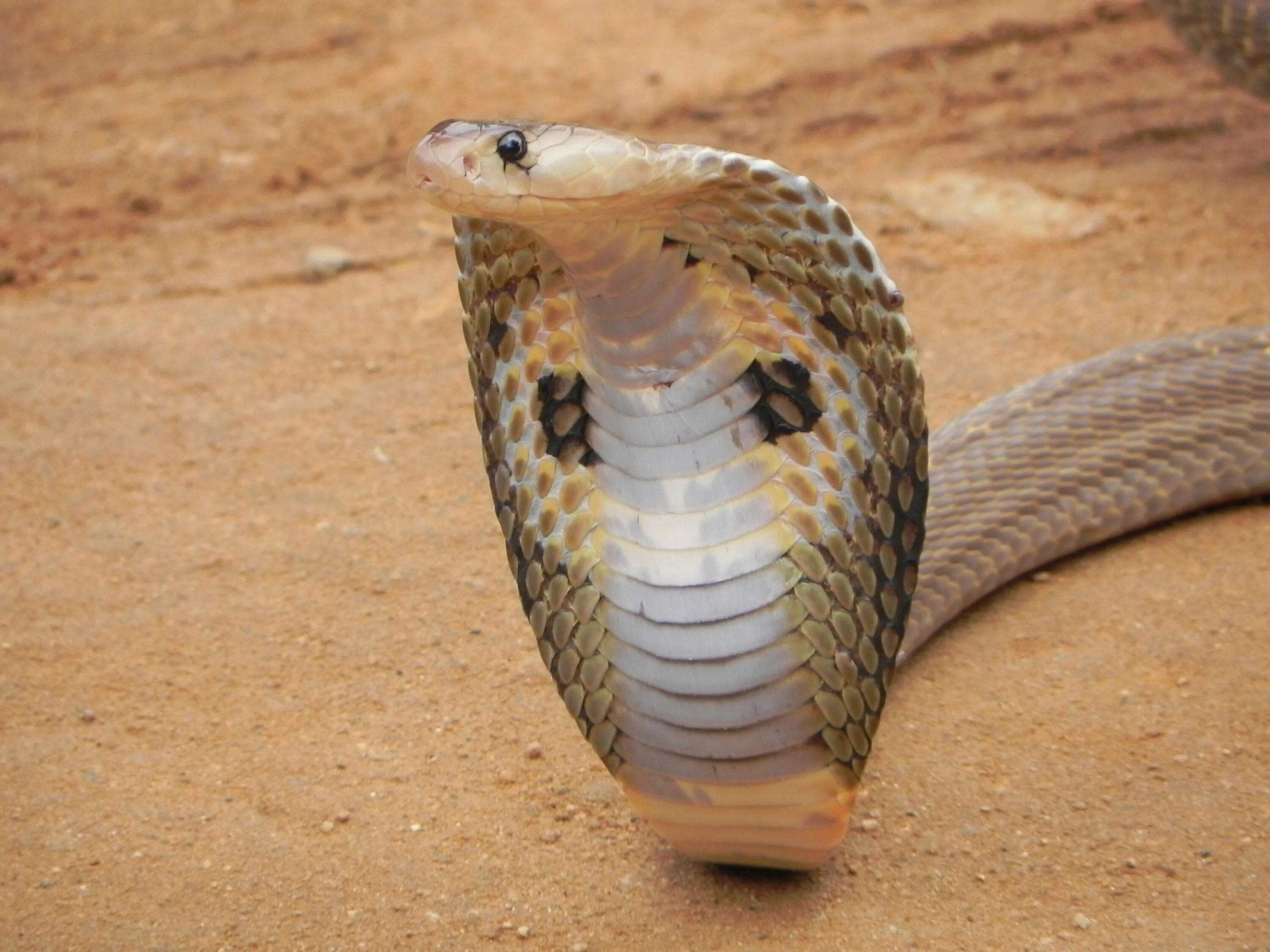 Cobra на русском. Кобра Среднеазиатская Naja Oxiana. Сиамская Королевская Кобра. 2 Кобры королевских. Королевская Кобра.