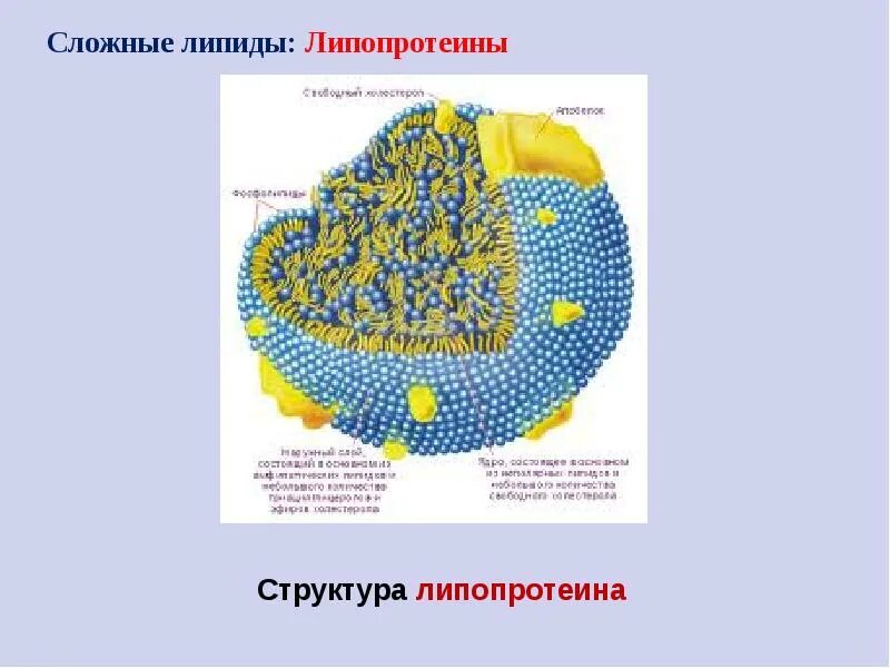 Триглицериды и фосфолипиды. Липиды липопротеины. Характеристика липопротеидов. Липиды липопротеины. Липопротеины структура.