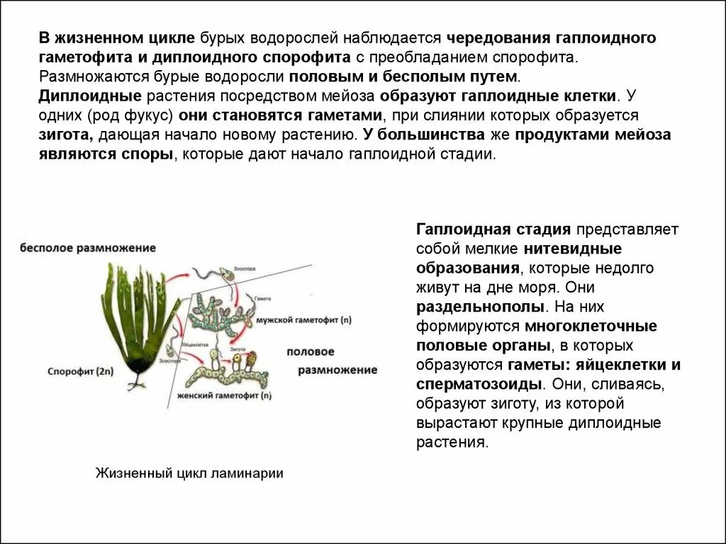 В жизненном цикле преобладает спорофит водоросли. Жизненный цикл бурых водорослей схема. Особенности жизненного цикла водорослей таблица. В жизненном цикле преобладает спорофит у ламинарии.