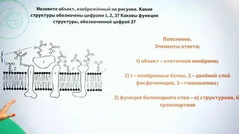 2 задание егэ биология